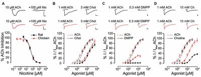 Loss of Choline Agonism in the Inner Ear Hair Cell Nicotinic Acetylcholine Receptor Linked to the α10 Subunit